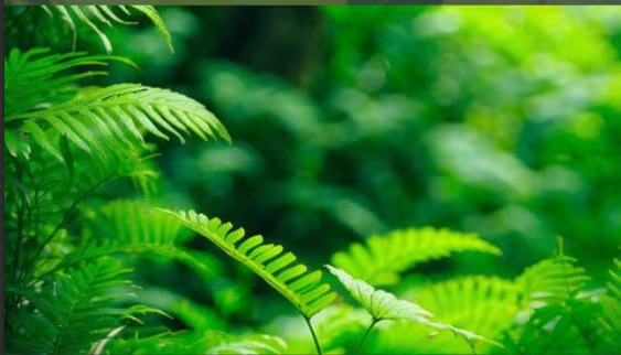 Lush botanical garden background