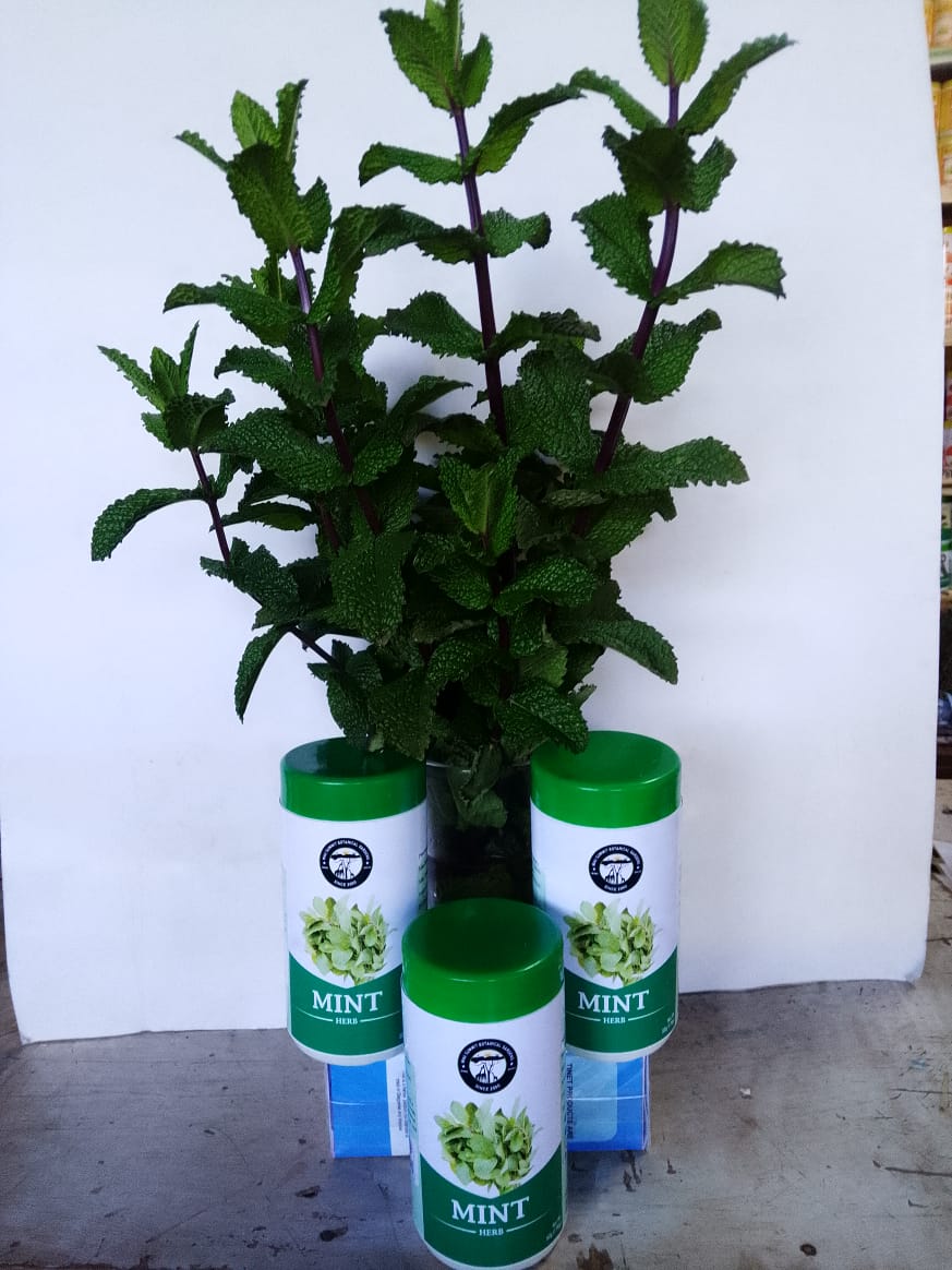 Complete Mint Herb Bundle