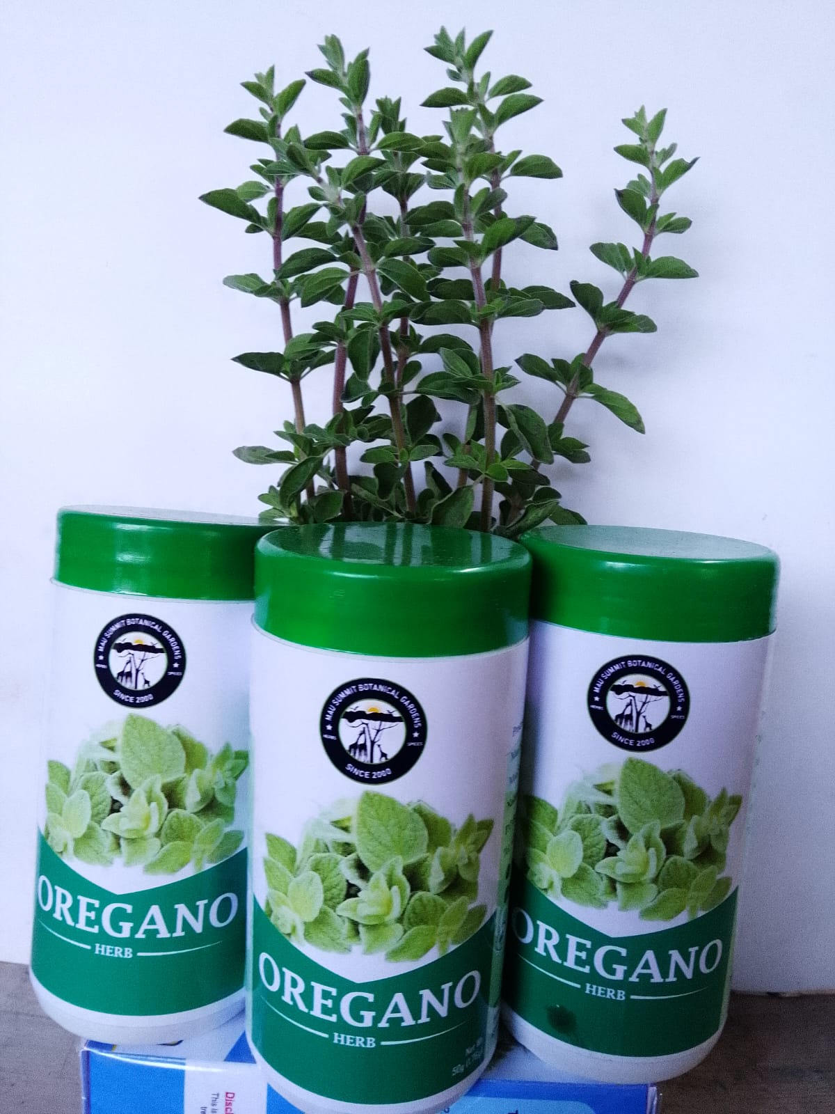 Oregano Herb