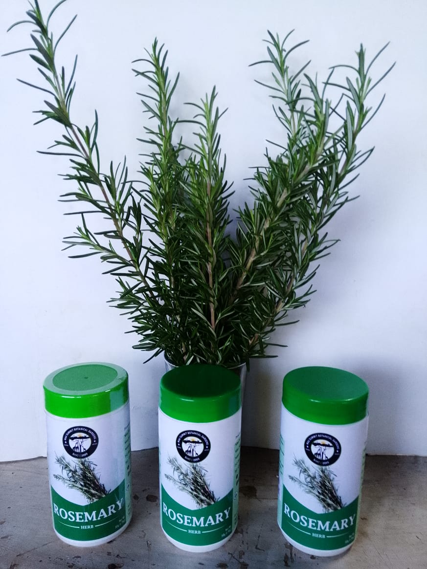 Rosemary Herb